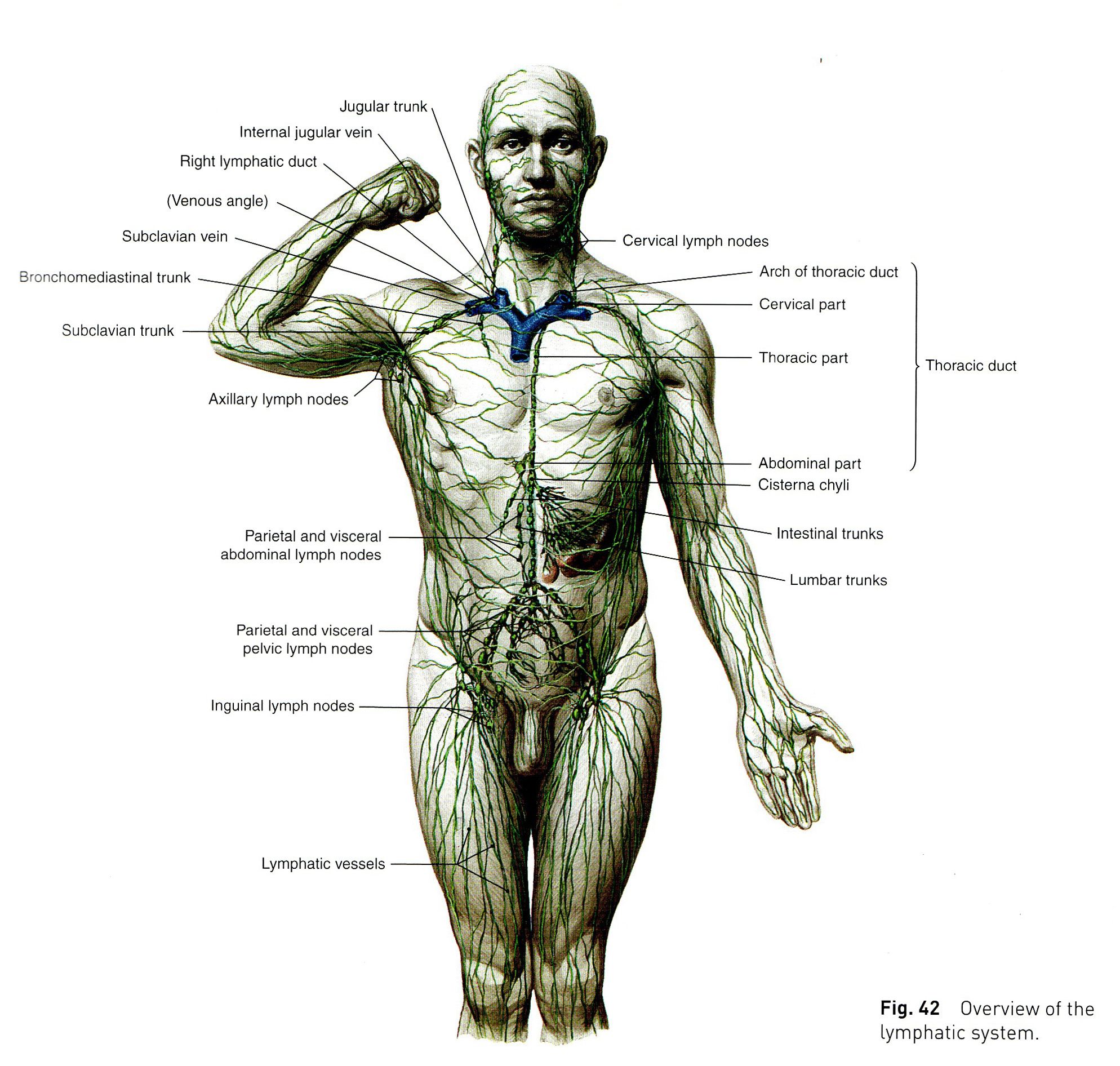 Лимфоузел справа у мужчины. Структура лимфатической системы схема. Лимфатическая система туловища человека. Лимфатическая система человека узлы. Лимфатическая система человека расположение лимфоузлов.